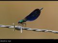Calopteryx virgo