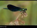 Calopteryx virgo