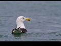 goeland-marin