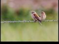 linotte mélodieuse