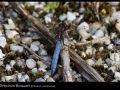 Orthetrum