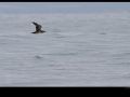 Puffin des Baléares
