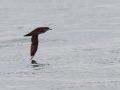 Puffin des Baléares