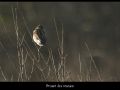 bruant-des-roseaux_2690