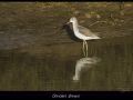 chevalier-aboyeur_2736