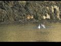 phoque_2930