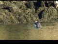 phoque_2944