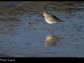 pluvier-argente_2705