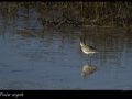 pluvier-argente_2723