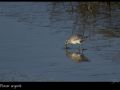 pluvier-argente_2727
