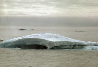 Premiers icebergs