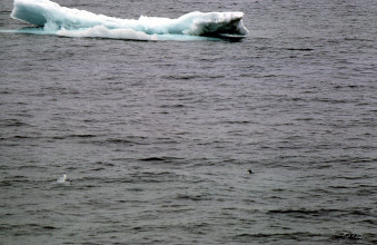 Premiers icebergs