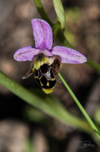 Ophrys cerastes