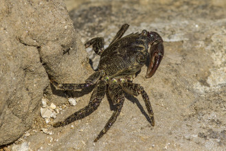 Crabe - Pachygrapsus marmoratus_5759