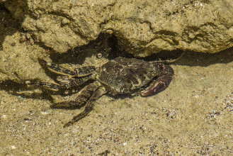 Crabe - Pachygrapsus marmoratus_5760