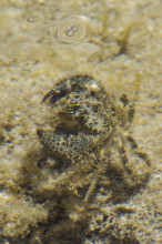 Crabe verruqueux - Eriphia verrucosa_5742_5738