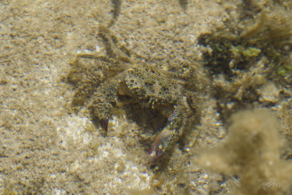 Crabe verruqueux - Eriphia verrucosa_5750
